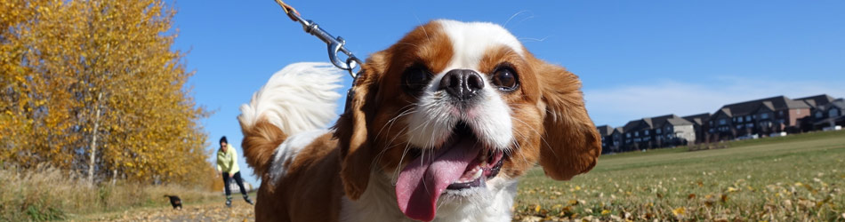 Sørg for at motionere din hund regelmæssigt med lange lufteture. Det er ikke kun godt for din hund, men også godt for dig.